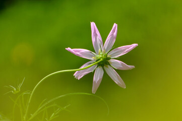 pink cosmos flower in garden
