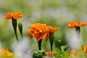 orange flowers in the garden