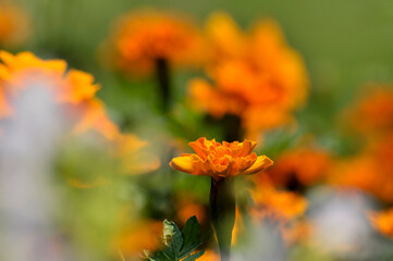 orange flower in the garden