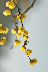 Yellow plum blossom