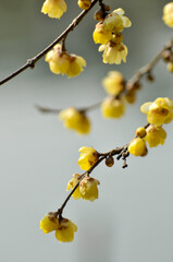 Yellow plum blossom