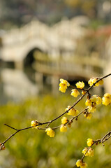 Yellow plum blossom