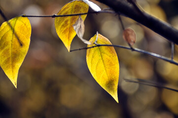 Obraz premium Yellow plum blossom