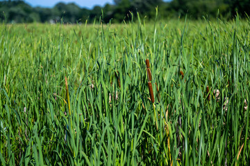 Obraz premium Grass and Swamp Land