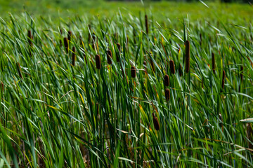 Obraz premium Grass and Swamp Land