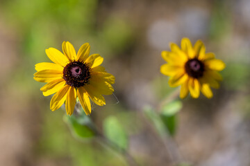 Yellow Flowers Bloom