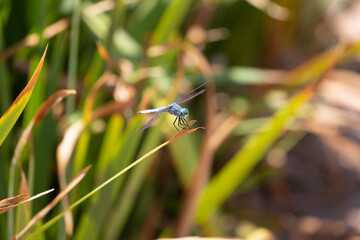 Macro shot of a great blue skimmer dragonfly