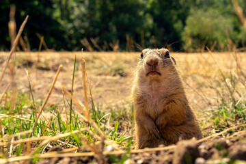 Ground squirrel standing in the field, feeding ground squirrels in Muran, Slovakia, prairie dog