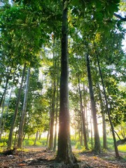 Big tree and sunrise in a green forest. Nature and outdoor in morning time background 