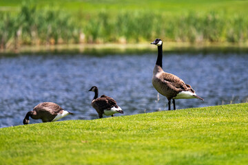 Goose, Geese  standing at waters edge
