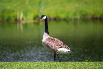 Goose, Geese  standing at waters edge