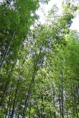 大阪府高槻市上宮天満宮の竹林