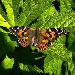 Painted Lady Resting in the leaves