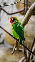 Lovebird sitting on stick