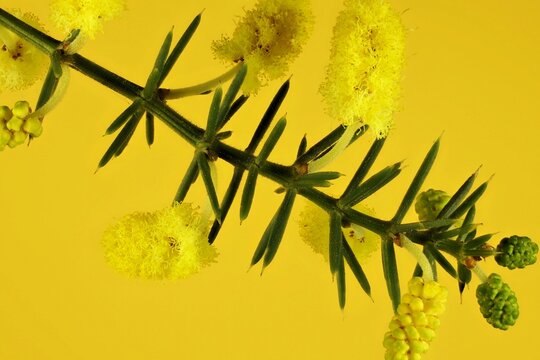 Isolated Stem Of Prickly Moses (Acacia Pulchella). Australian Native Plant.