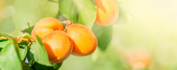Ripe, juicy apricots on the tree. Sunny background.