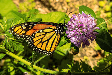 Monarch Butterfly Feeding in springtime