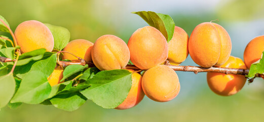 Apricots hanging on a long branch - 519027756