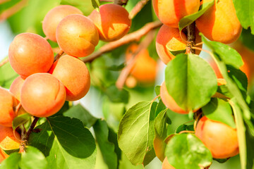 Bouquet of ripe apricots hanging on a branch. - 519027779