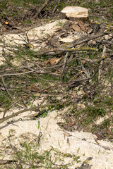 stumps and branches left after logging in the forest