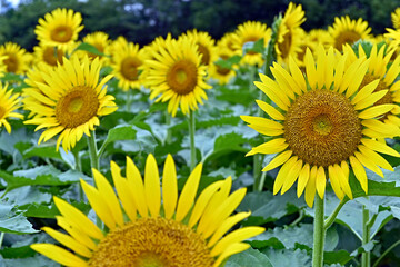 鶴見緑地公園ひまわり畑