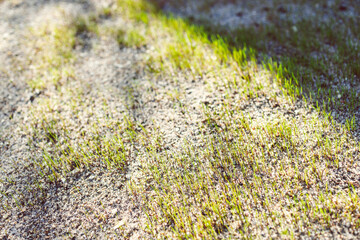 close-up of new grass blades shining in the sunlight shot at shallow depth of field