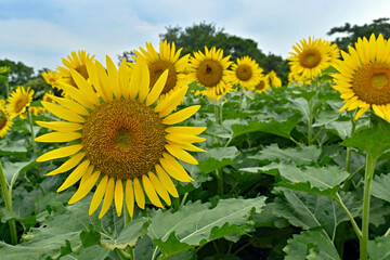 鶴見緑地公園ひまわり畑