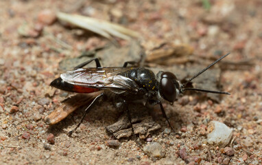 Male Solitary wasp, Astata boops in sandy environment, macro photo