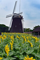 鶴見緑地公園　風車とひまわり畑