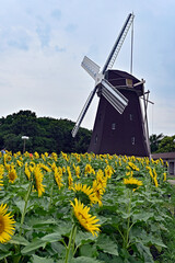 鶴見緑地公園　風車とひまわり畑