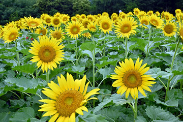 鶴見緑地公園ひまわり畑