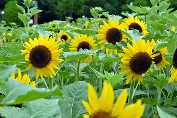 鶴見緑地公園ひまわり畑