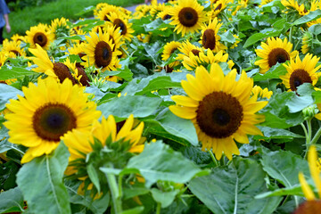 鶴見緑地公園ひまわり畑
