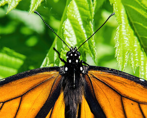 Close-Up of a Monarch butterfly on bright summer day