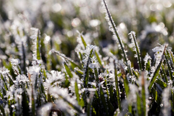 grass covered with white cold frost in the winter season