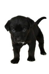 Black puppy