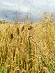 field of barley 