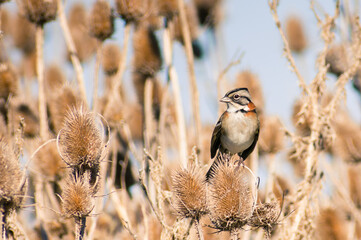 Rufous-collared Sparrow (Zonotrichia capensis). south american species. Argentine birds