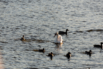 ducks swan on the lake in the water