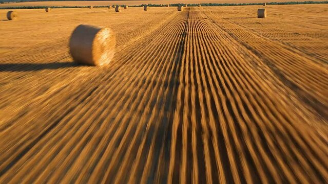 Wonderful summer village landscape. Large straw bales on a field of mown wheat.