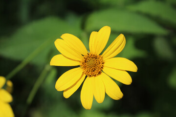 Woodland sunflower bloom in bright sun at Somme Woods in Morton Grove, Illinois