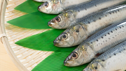 真イワシ・Japanese sardine