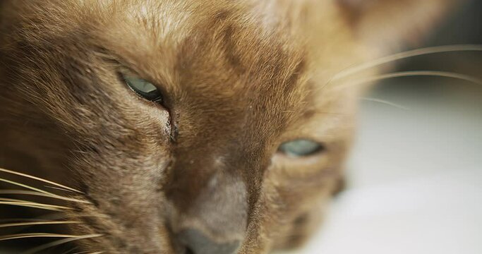Portrait macro closeup face of adorable animal pet cat eye with beautiful green color looking out interest awake fear expression at home, cat eyes blink curious discover for sight