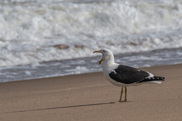 Yawning seagull standing on the sand of the beach with waves breaking in the ocean in the background, in Punta del Este, Uruguay.