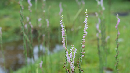 ネジバナ(Lady’s tresses・Screw flower)