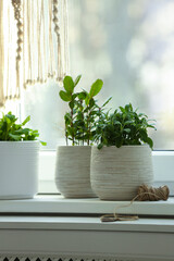 Fototapeta na wymiar Different aromatic potted herbs on windowsill indoors