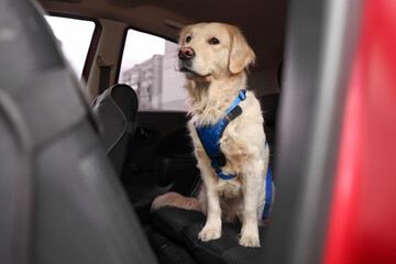 Cute labrador retriever in car. Adorable pet