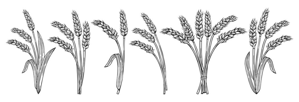 Bunch wheat ear sketch cartoon set. Cereals bundle ripe spike wheat collection. Agricultural symbol, flour production. Design farm elements, organic vegetarian bread or beer packaging label