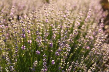 Beautiful lavender flowers growing in field, closeup