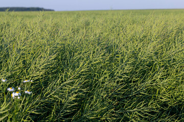 faded green rapeseed pods with seeds